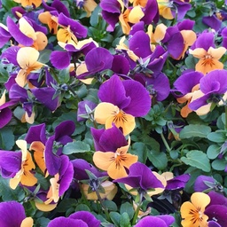 [BISBU32] Pensée à petites fleurs Butterfly Orange Purple