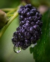 morus alba 'giant fruit' (free) 2.webp
