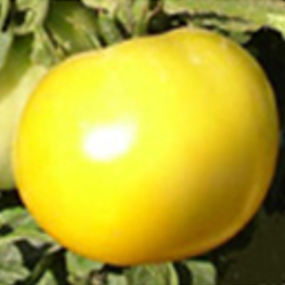Tomate  jaune Taxi (plant)