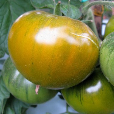 Tomate  verte de Huy (plant)