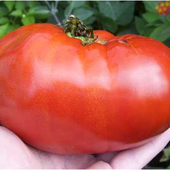 Tomate Gregori's Altaï (plant)