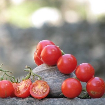 Tomate cocktail Miel du Mexique (plant)