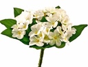 PIQUET VIOLETTE X14