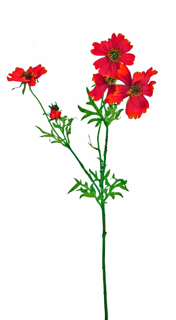 COSMOS RB X 4 