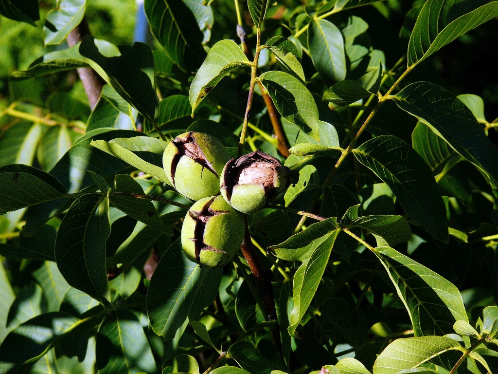 Noyer Juglans regia (free) 2.webp