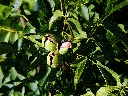 Noyer Juglans regia (free) 2.webp