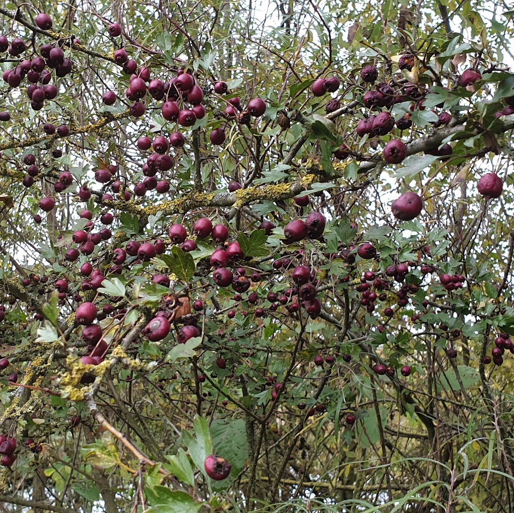 Crataegus monogyna. 60-90 1+1