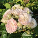 Rosier Bouquet Parfait ®