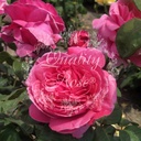 Rosier Line Renaud ®