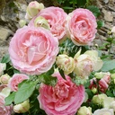 Rosier Eden Rose ® Pierre de Ronsard