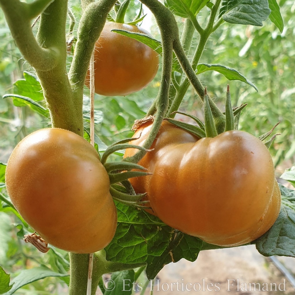 Tomate  jaune Uluru Ochre (semences)