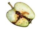 Phéromone contre le ver des pommes, poires et noix (2 capsules)