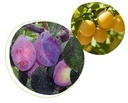 Phéromone contre le ver des prunes et mirabelles  (2 capsules)