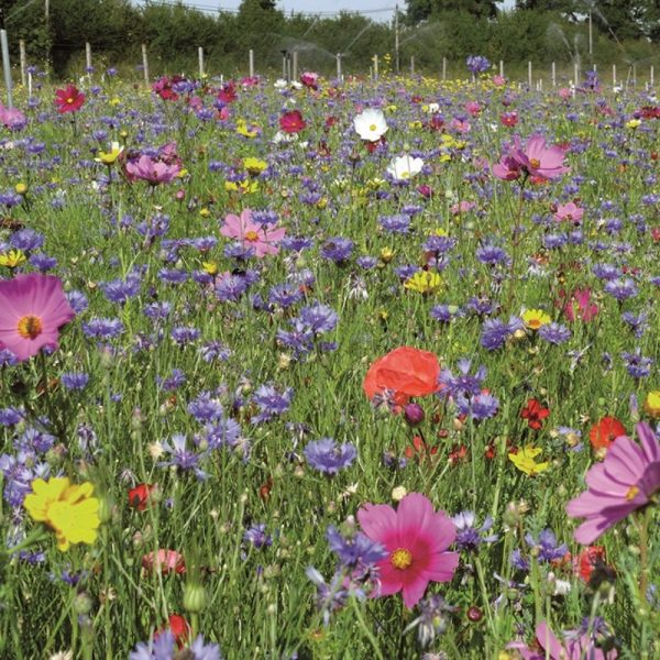 Prairie fleurie Amis du jardin-Papillons (Semences)