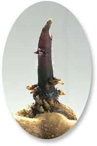 Pomme de terre Vitelotte