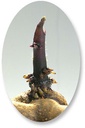 Pomme de terre Vitelotte