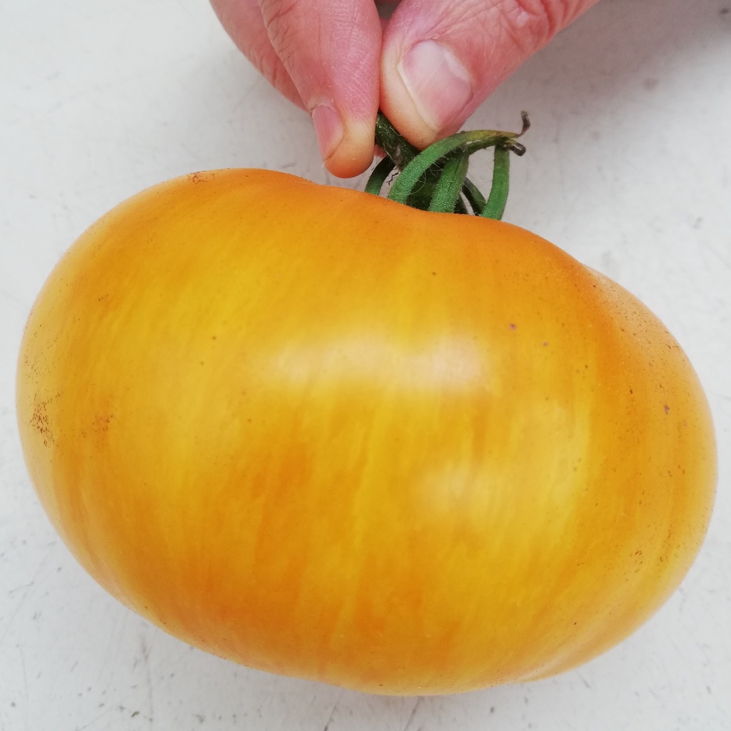 Tomate  jaune Big Yellow Zebra (semence)