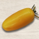 Tomate  jaune Roman Candle (semence)