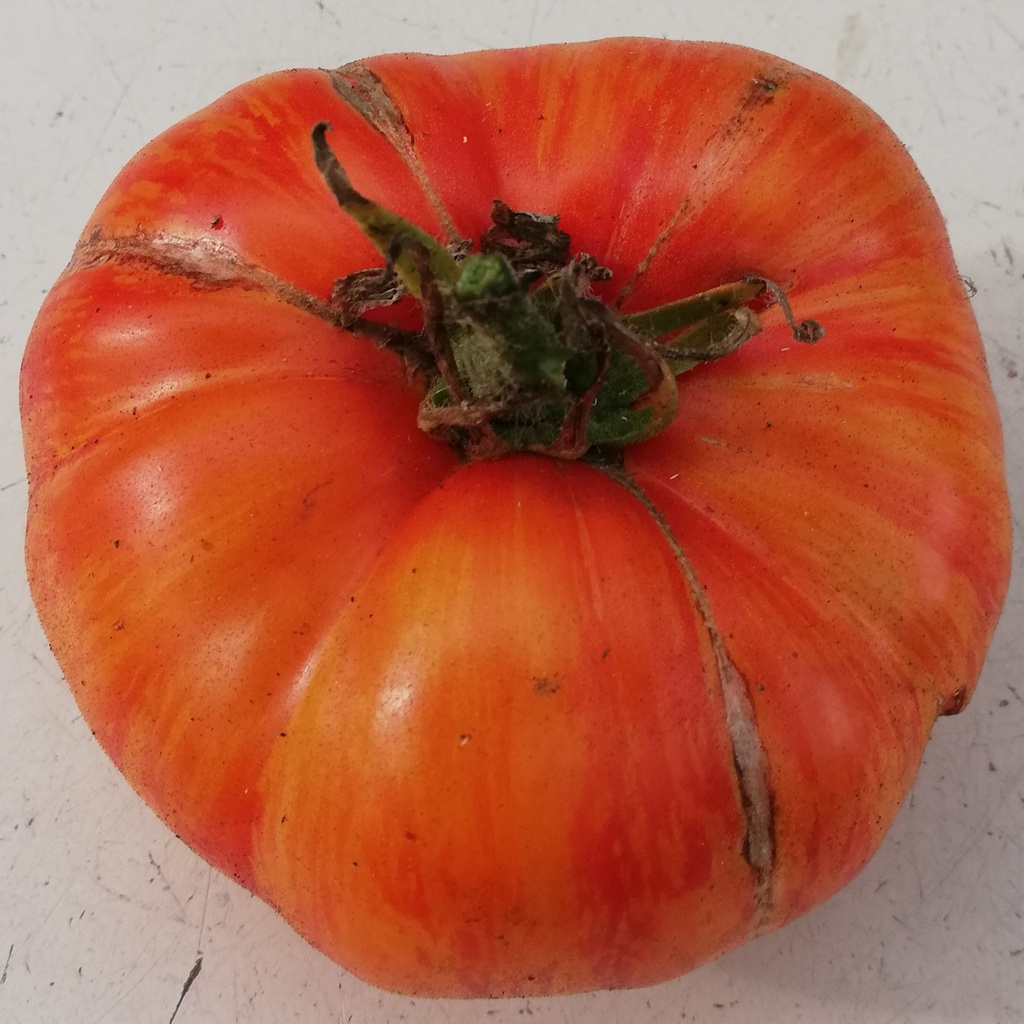 Tomate Beauty King (semence)