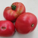 Tomate Belgian Pounder (semence)