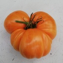 Tomate Bigly (semence)