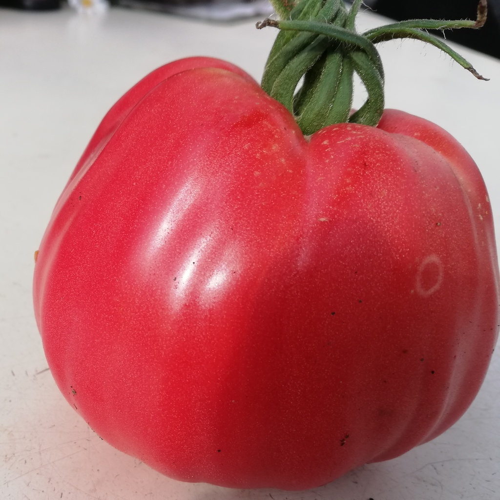Tomate Grosse des Marais (semence)