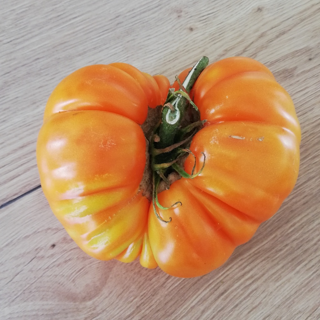 Tomate Persimmon (semence)