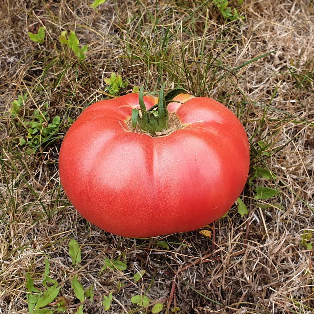 Tomate Rose Crush F1 (semence)