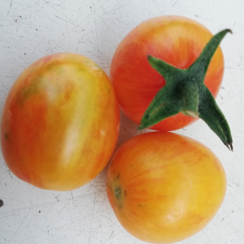 Tomate cerise Philgold (semence)