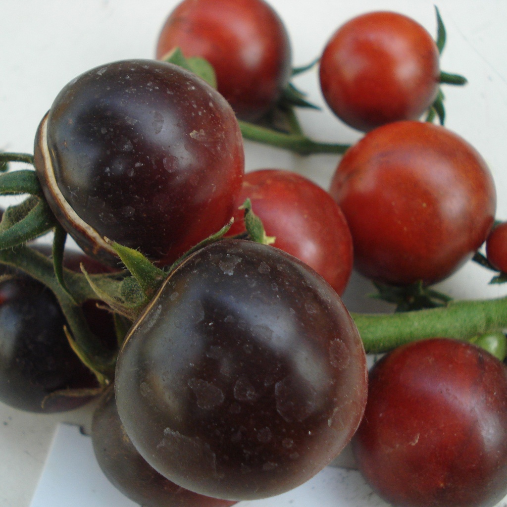 Tomate cerise noire Dancing with Smurfs (semence)