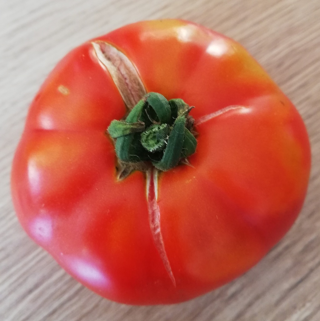 Tomate rouge de Gand (semence)