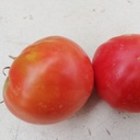 Tomate rouge de Gand (semence)
