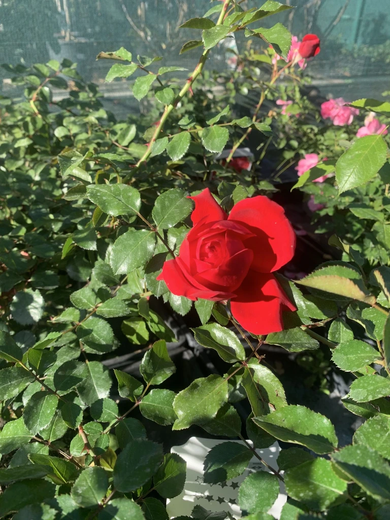 rosier florentina zoom (m).webp