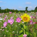 PRAIRIE FLEURIE AMIS DU JARDIN-ABEILLES ANN & VIV. 7 M²