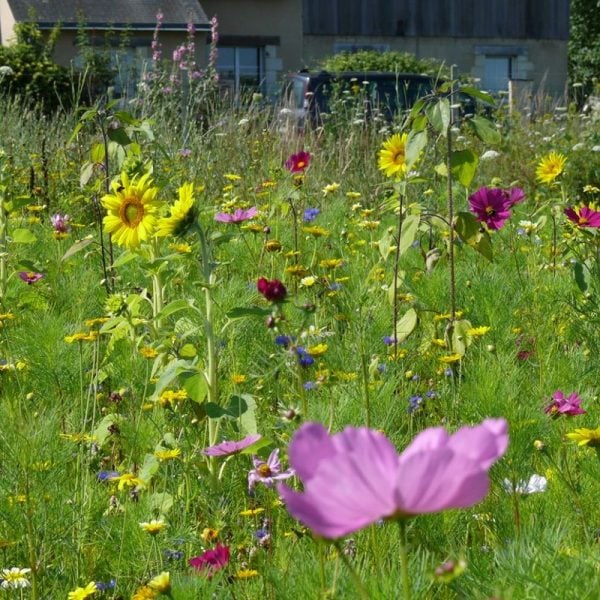 PRAIRIE FLEURIE AMIS DU JARDIN-ABEILLES ANN & VIV. 7 M²