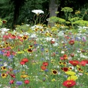 PRAIRIE FLEURIE AMIS DU JARDIN-COCCINELLES 7 M²