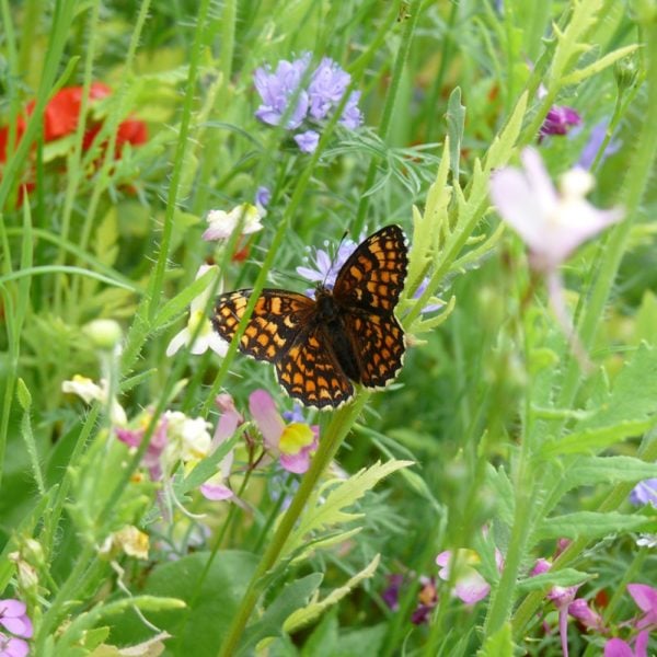 PRAIRIE FLEURIE AMIS DU JARDIN-PAPILLON 7 M²