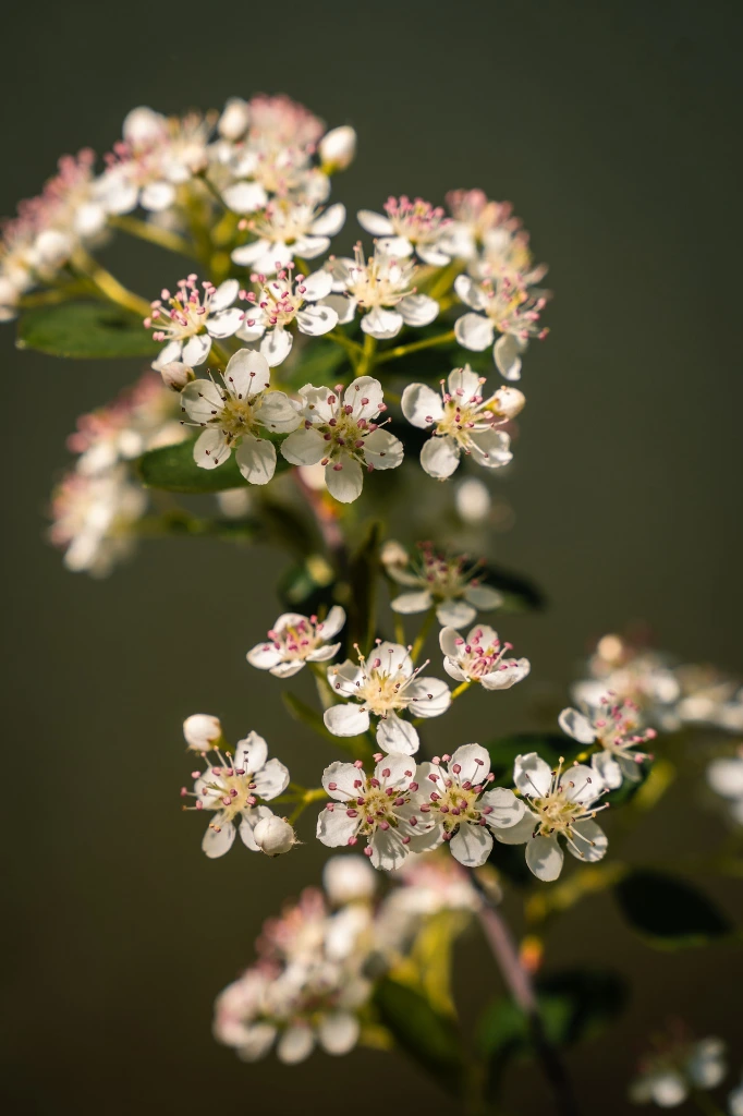 Aronia melanocarpa 'Autumn Magic' fleurs (free).webp