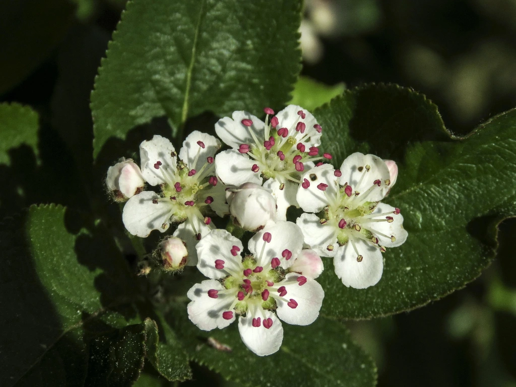 aronia hugin (free) fleur.webp