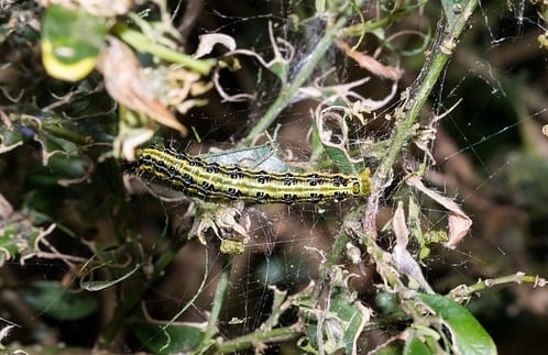 Nématodes contre la pyrale du buis