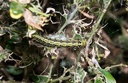 Nématodes contre la pyrale du buis