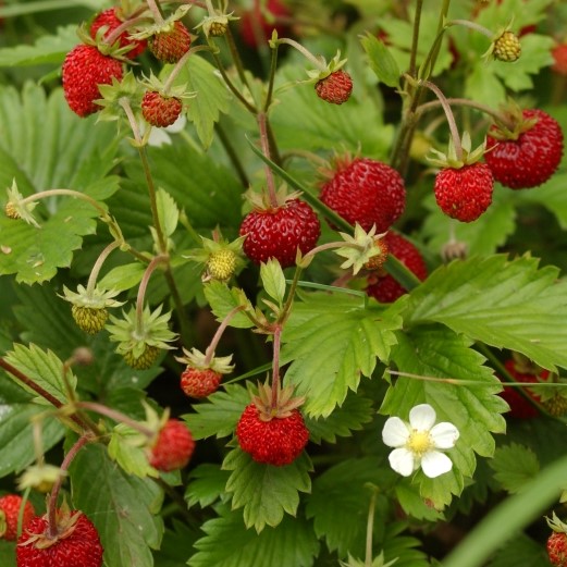 Fraisier des bois 4 saisons
 Plant en pot de 10,5 cm