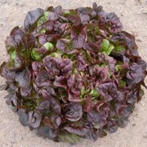 Laitue feuille de chêne         Red Salad Bowl
 Plant en motte