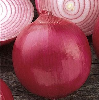 Oignon rouge .
 Plant en motte