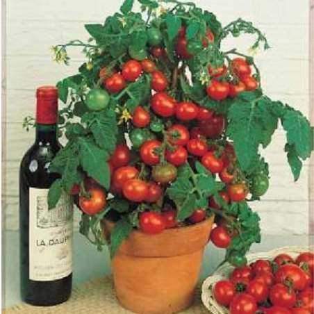Tomate cerise Tiny Tim
 Plant en pot de 9x9x10 cm