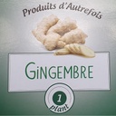 Gingembre . (Semences)
