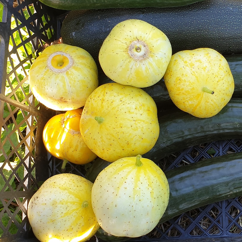 Concombre Lemon
 Plant en pot de 8X8 cm