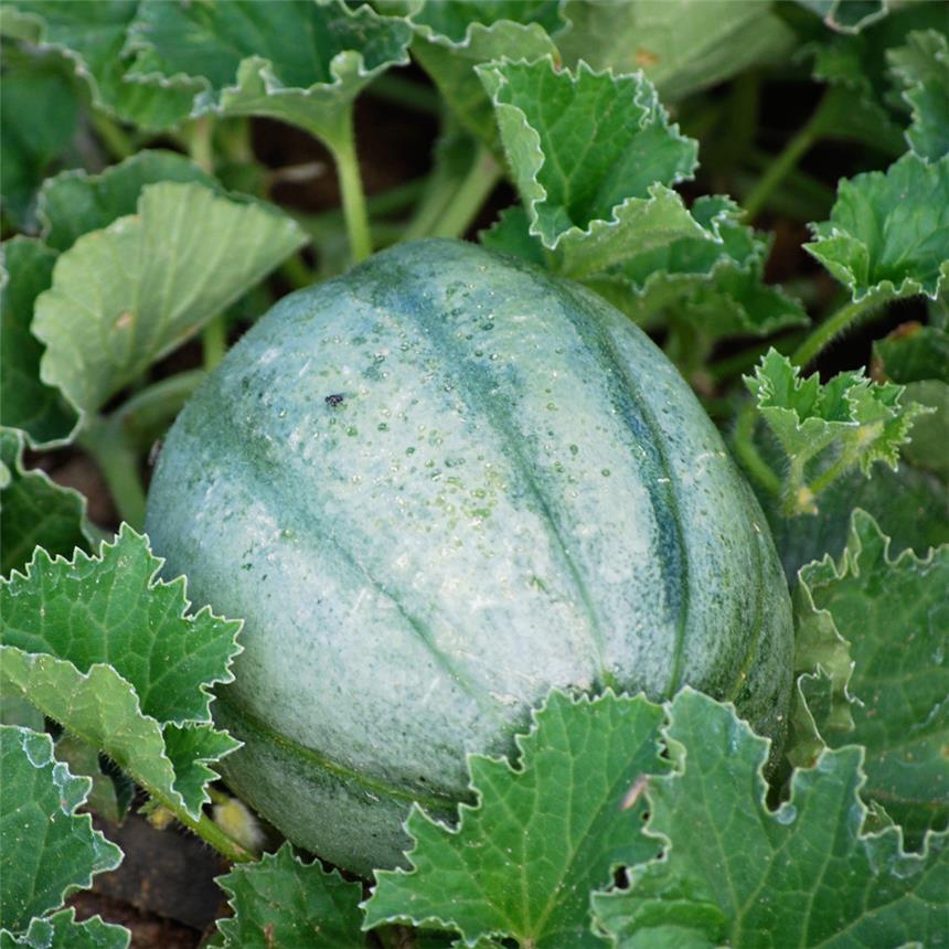 Melon Vieille France
 Plant en pot de 9x9x10 cm