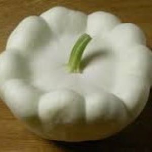 Courgette Patisson blanc
 Plant en pot de 8X8 cm
