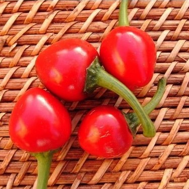Poivron mini Cherry Time
 Plant en pot de 9x9x10 cm